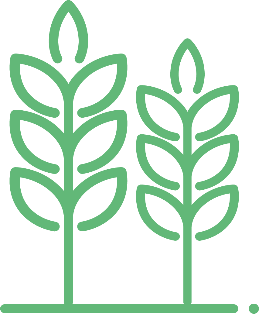 cereales-vert