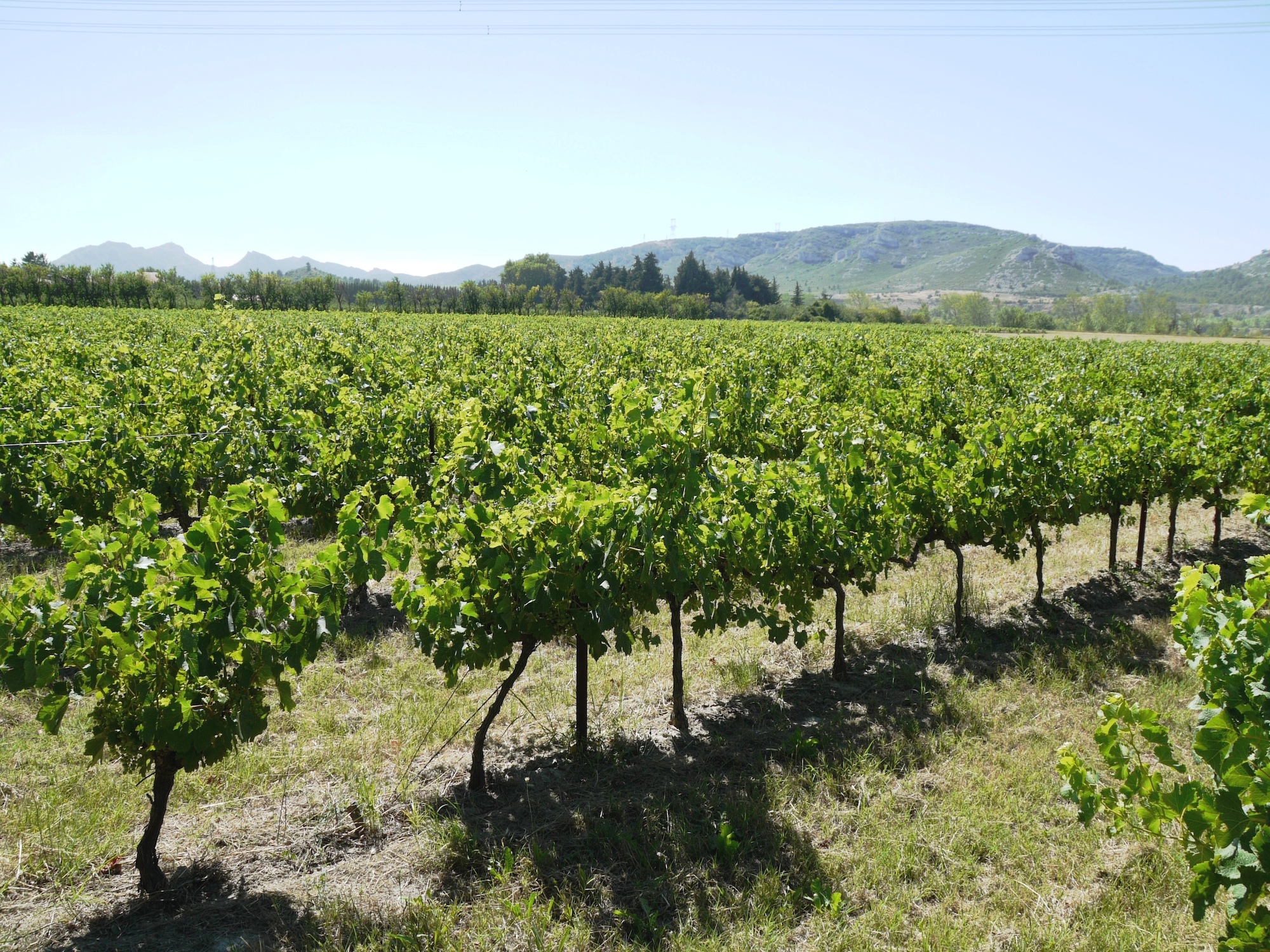 SenasVignes
